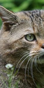 Vue,Chat Sauvage,Chat De La Forêt,Chat De Forêt,Opinion,Animaux,Museau,Muselière