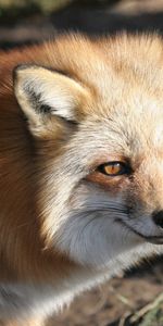 Animals,Muzzle,Sight,Opinion,Fox