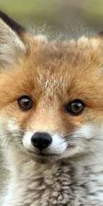 Animals,Muzzle,Sight,Opinion,Fox