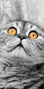 Animals,Muzzle,Sight,Opinion,Fright,Cat