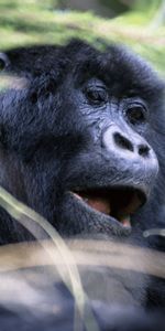 Animals,Muzzle,Sight,Opinion,Gorilla,Monkey