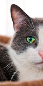 Animals,Muzzle,Sight,Opinion,Green Eyed,Cat