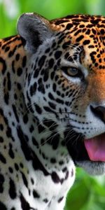 Animals,Muzzle,Sight,Opinion,Jaguar,Predator