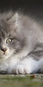 Animals,Muzzle,Sight,Opinion,Kitty,Kitten,Grey