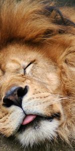 Animals,Muzzle,Sight,Opinion,Mane,Wool,Lion