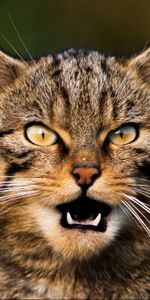 Animals,Muzzle,Sight,Opinion,Mustache,Moustache,Scream,Cry,Cat