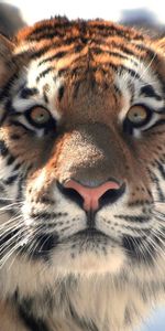 Animals,Muzzle,Sight,Opinion,Mustache,Moustache,Tiger