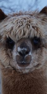 Animals,Muzzle,Sight,Opinion,Nice,Sweetheart,Alpaca