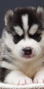 Animals,Muzzle,Sight,Opinion,Nice,Sweetheart,Puppy