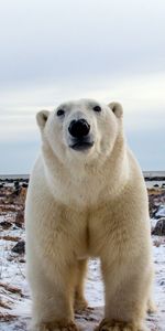 Animals,Muzzle,Sight,Opinion,Polar Bear