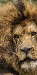 Animals,Muzzle,Sight,Opinion,Predator,Mane,Lion