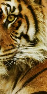 Animals,Muzzle,Sight,Opinion,Predator,Tiger