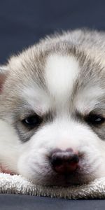 Animals,Muzzle,Sight,Opinion,Puppy