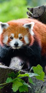 Animales,Bozal,Visión,Opinión,Panda,Panda Rojo