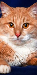 Animals,Muzzle,Sight,Opinion,Redhead,Cat