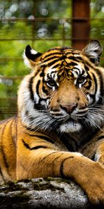 Animals,Muzzle,Sight,Opinion,Tiger,Predator,Big Cat