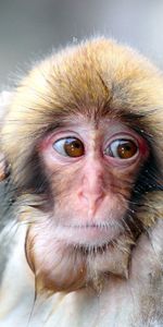 Animals,Muzzle,Sight,Opinion,Wet,Sorrow,Monkey,Sadness