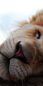 Animals,Muzzle,Sleep,Nose,Dream,Lion Cub,Lion