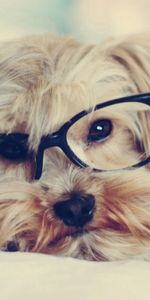 Gafas,Perro,Bozal,Yorkshire Terrier,Animales