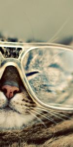 Animals,Muzzle,Spectacles,Squint,Blink,Glasses,Cat