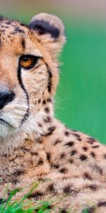 Animals,Muzzle,Spotted,Spotty,Big Cat,Cheetah