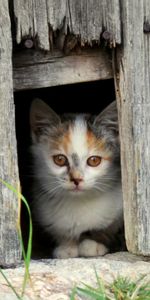 Animals,Muzzle,Spotted,Spotty,Fence,Kitty,Kitten