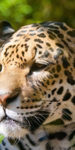 Animals,Muzzle,Spotted,Spotty,Jaguar,Sorrow,Sadness