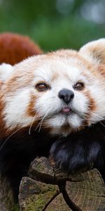 Animals,Muzzle,Spotted,Spotty,Red Panda,Little Panda,Small Panda