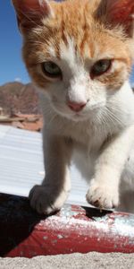 Animals,Muzzle,Spotted,Spotty,Roof,Sunlight,Climb,Cat