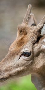 Muselière,À Pois,Boutonneux,Vue,Opinion,Museau,Animaux,Cerf