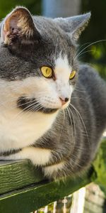 Animals,Muzzle,Spotted,Spotty,Sight,Opinion,Fat,Thick,Cat