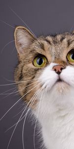 Animals,Muzzle,Spotty,Sight,Opinion,Spotted,Cat