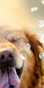 Animals,Muzzle,Squint,Blink,Drops,Dog,Retriever