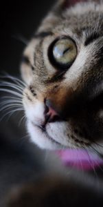 Animals,Muzzle,Striped,Close Up,Eyes,Cat