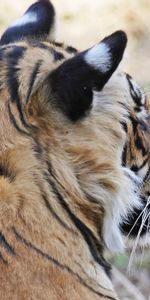 Animals,Muzzle,Striped,Ears,Tiger