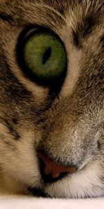 Animals,Muzzle,Striped,Grey,Cat,Eyes