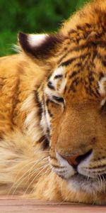 Animals,Muzzle,Striped,Rest,Tiger,Big Cat,Relaxation