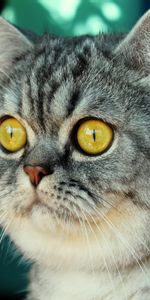 Animals,Muzzle,Striped,Sight,Opinion,Fright,Cat