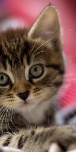 Animals,Muzzle,Striped,Sight,Opinion,Fright,Small,Kitty,Kitten