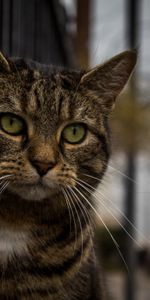 Animals,Muzzle,Striped,Sight,Opinion,Sad,Cat