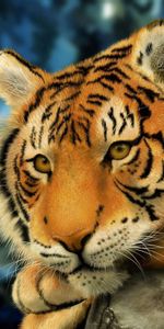 Animals,Muzzle,Striped,Tiger,Big Cat