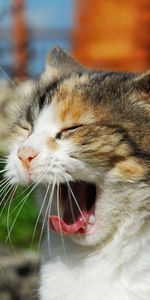 Animals,Muzzle,Sunlight,To Yawn,Yawn,Scream,Cry,Cat