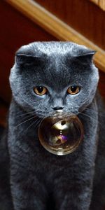 Animals,Muzzle,Thick,Fat,Cat,Soap Bubble