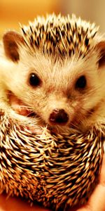 Animals,Muzzle,Thorns,Prickles,Hedgehog,Hand