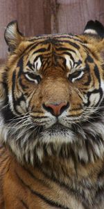 Animals,Muzzle,Tiger,Dissatisfied,Discontented,Big Cat