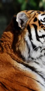 Animals,Muzzle,Tiger,Profile,Big Cat