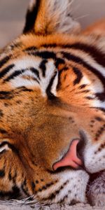 Animals,Muzzle,Tiger,Sleep,Big Cat,Dream