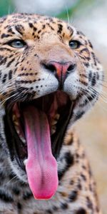 Animals,Muzzle,To Fall,Mouth,Tongue,Language,Jaguar,Grin,Big Cat