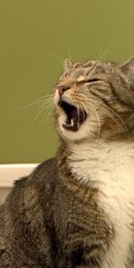 Animals,Muzzle,To Yawn,Yawn,Cat