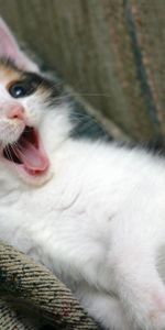 Animals,Muzzle,To Yawn,Yawn,Kitty,Kitten,Playful